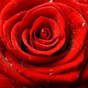 Meet your Posher, Rose